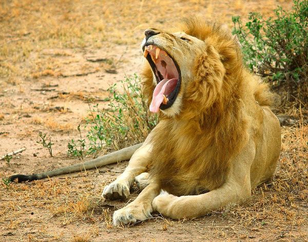 Africa Lion Yawn