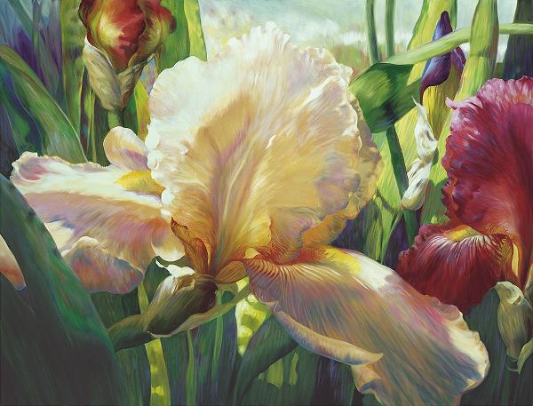 Corrines Iris