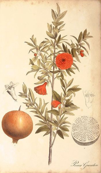 Pomegranate Botanical