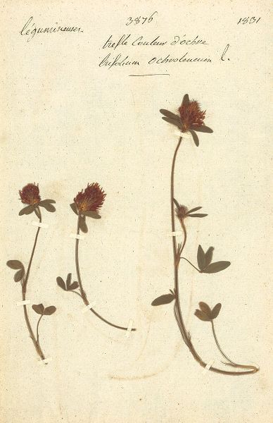 Trifolium 3876