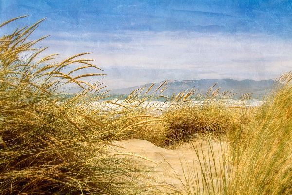 Dune Grass 4