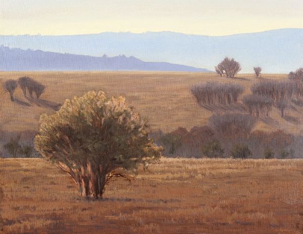 Trees in Dry Fields