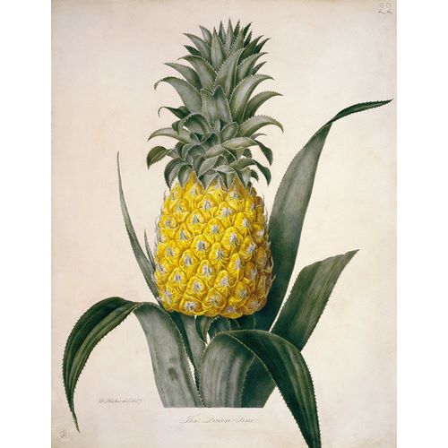 The Queen Pineapple