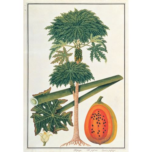 Papau or Caica Papaya