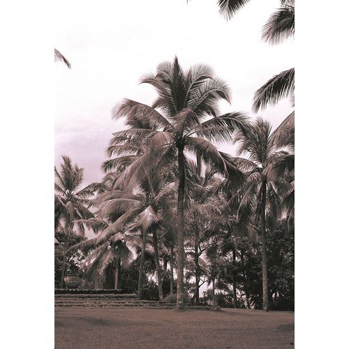 Coconut Grove, Serai