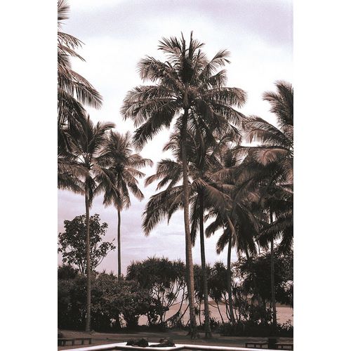 Coconut Grove, Candidasa