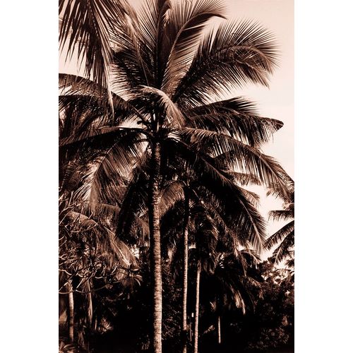 Sepia Palm 2
