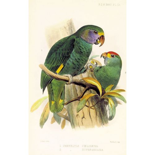 Joseph Smit Parrots Plate 9