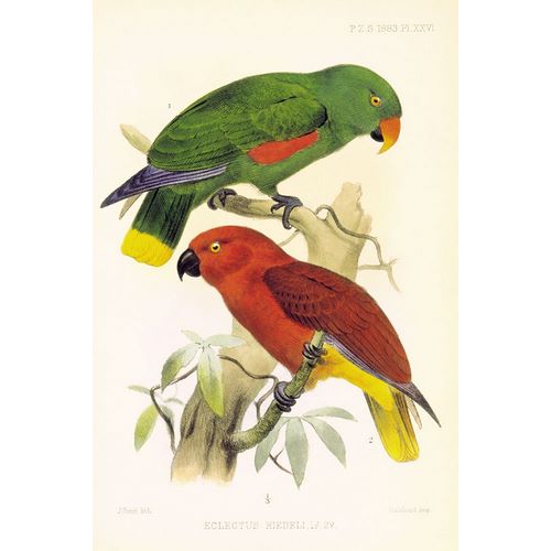 Joseph Smit Parrots Plate 26