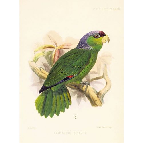 Joseph Smit Parrots Parrot Plate 34