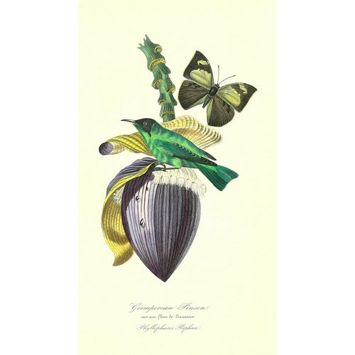 Finch on Flower of the Banana