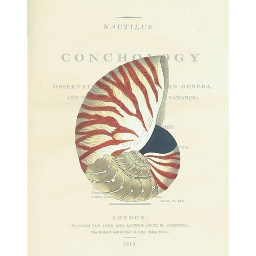 Conchology Nautilus