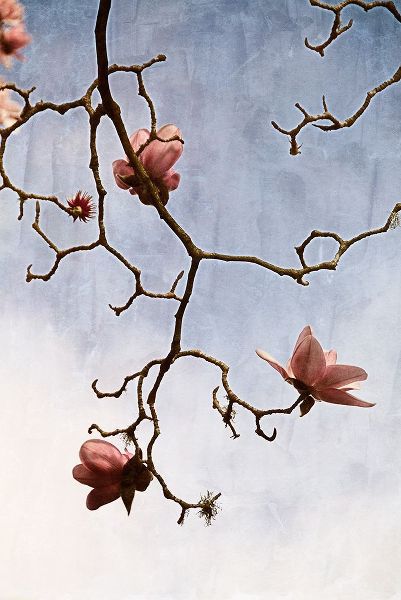 Tulip Magnolia 2