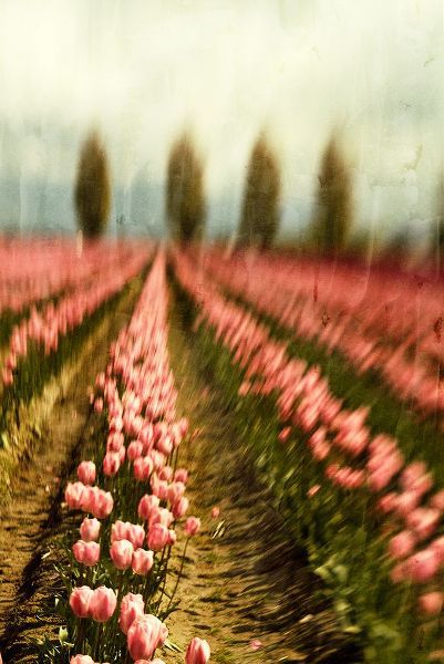 Tulip Field 1