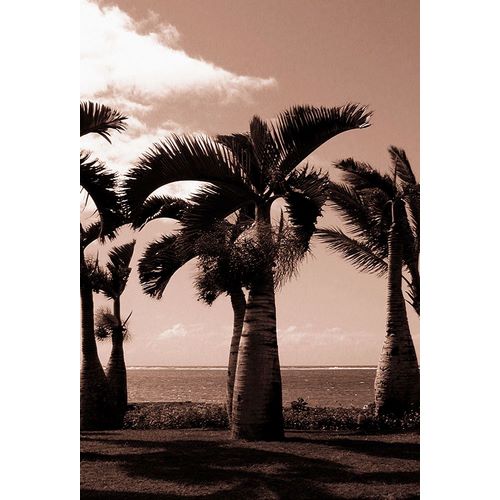 Mauritius Palm