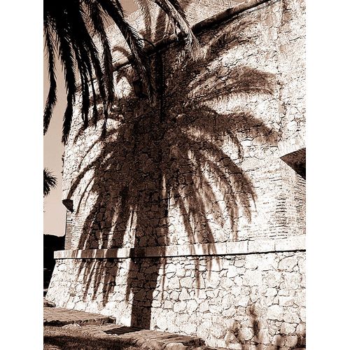 Antibes Palm