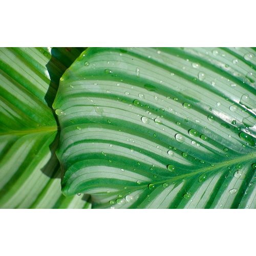 Tropical Leaf 4