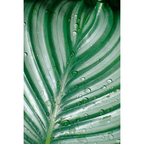 Tropical Leaf 6
