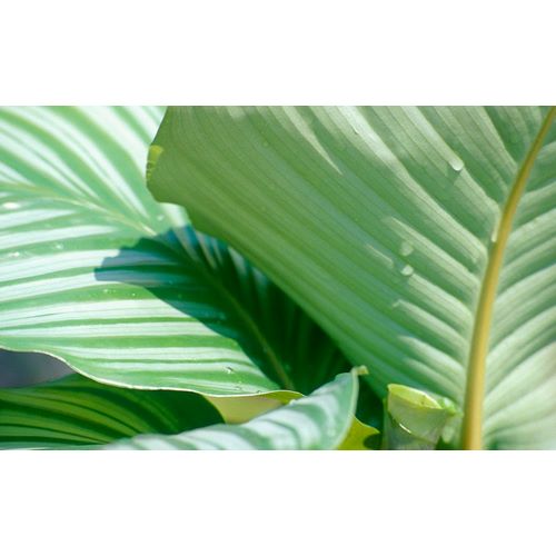 Tropical Leaf 7