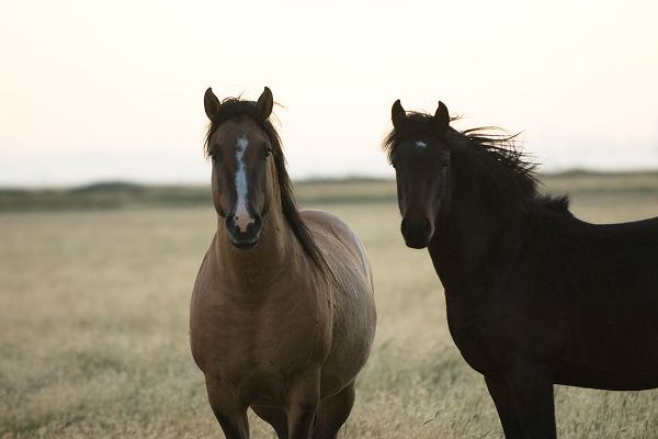 Horses Patagonia 1