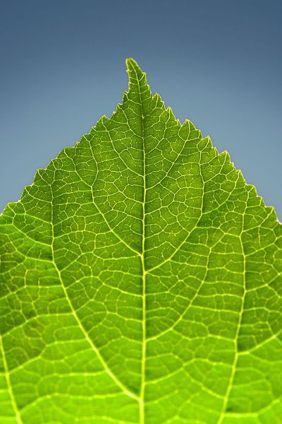 Green Leaf C