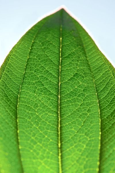 Green Leaf D