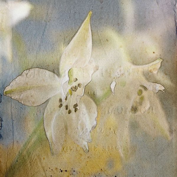 White Flower 5
