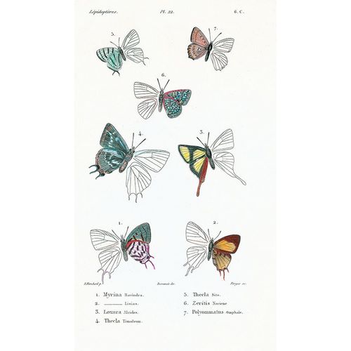 Lepidopteres 3, Emile Blanchard