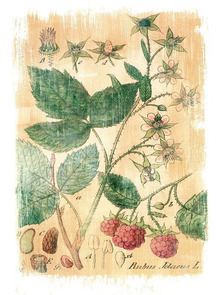 Rubus Jdaeus