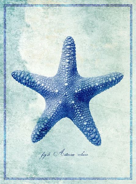 Starfish B