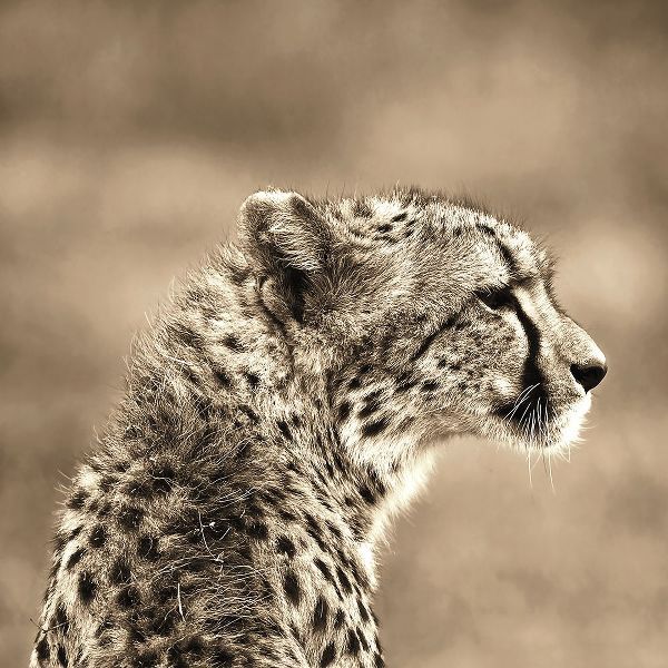 African Animals Series, Cheetah A