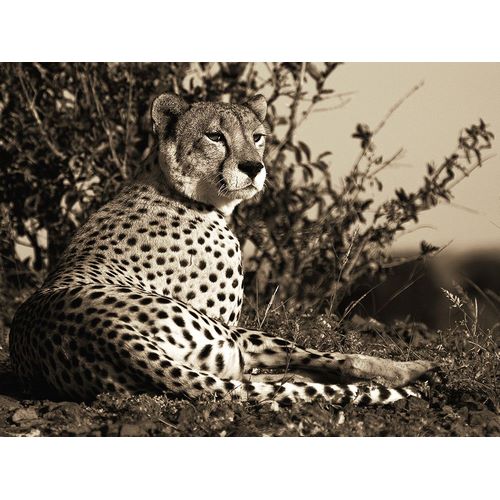 African Animals Series, Cheetah C