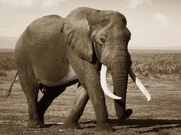 African Animals Series, Elephant B