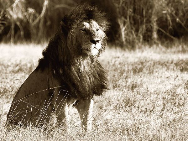 African Animals Series, Lion B