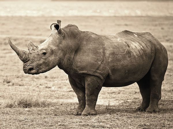 African Animals Series, Rhino A