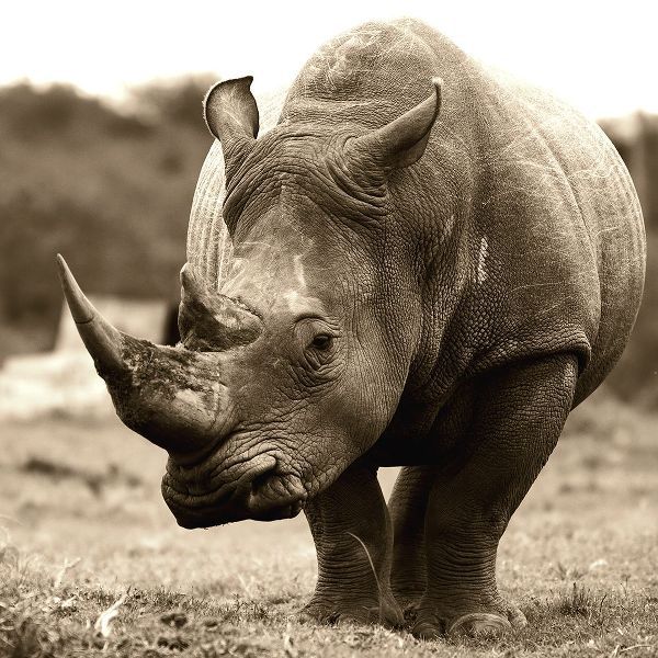 African Animals Series, Rhino B