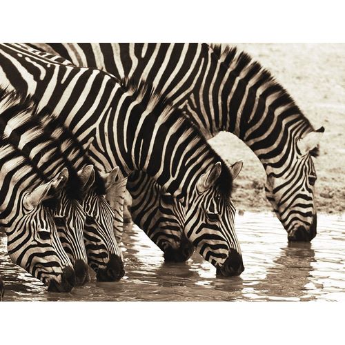African Animals Series, Zebras B