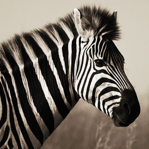 African Animals Series, Zebras C
