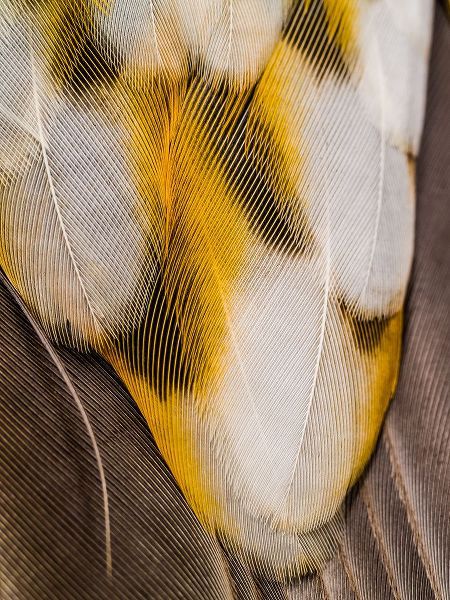 Feathers #1