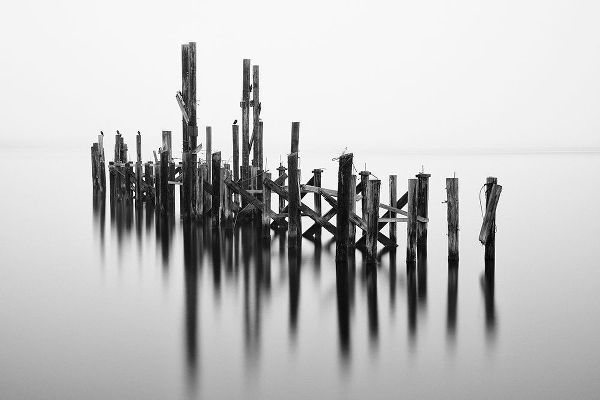 Old Dock Pilings, Tacoma