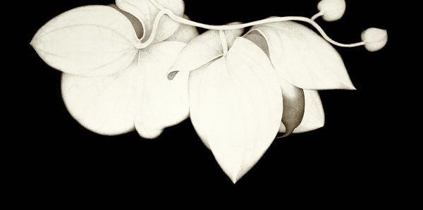 Orchid Diptych I