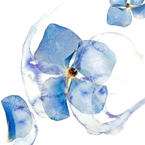Collaborative Blue Pressed Flower #40