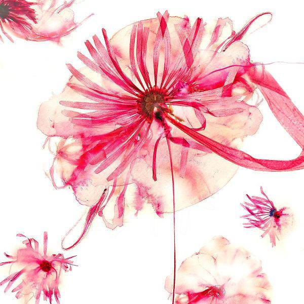 Collaborative Pink Pressed Flower #6