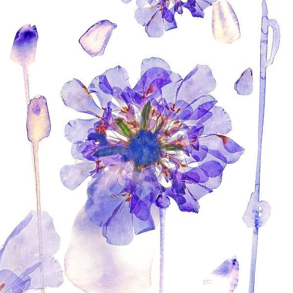 Collaborative Purple Pressed Flower #25