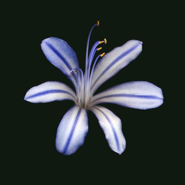 African Blue Lily