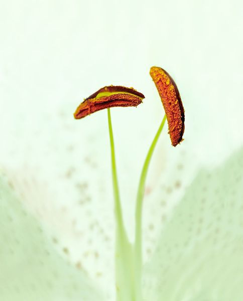 Easter Lily Stamens