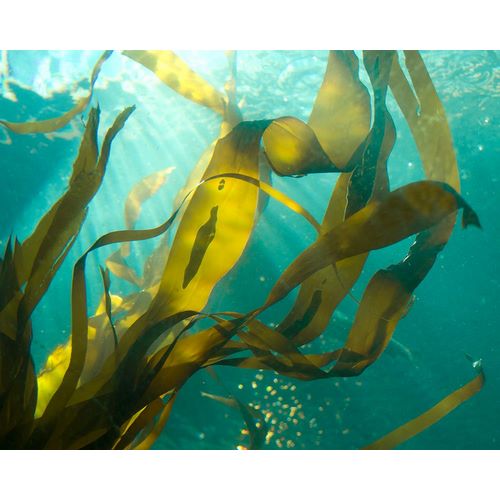 Sea Kelp 2