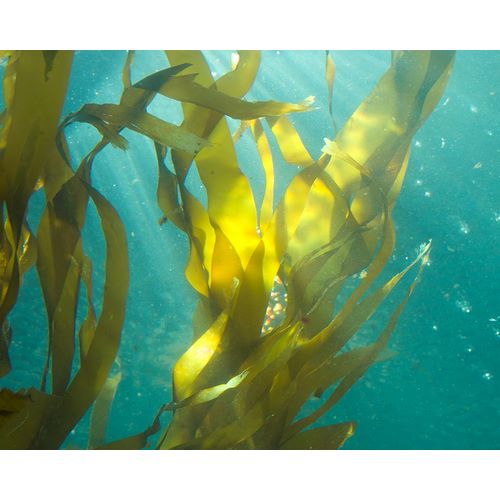 Sea Kelp 4