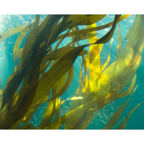 Sea Kelp 5