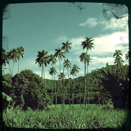 Rarotonga Coconut Grove